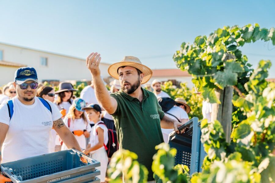 Algarve: Classic Wine Tour & Tasting in Silves - Who Should Book This Tour (And Who Might Skip It)