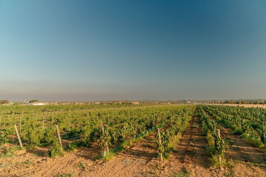 Algarve: Classic Wine Tour & Tasting in Silves - Should You Book the Algarve Classic Wine Tour & Tasting in Silves?