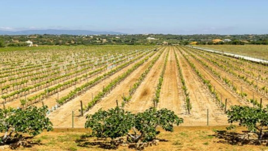 Algarve: Classic Wine Tour & Tasting in Silves - The 90-Minute Plan: Vineyards, Cellars, and the Barrel Room