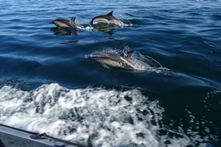 Algarve Dolphin Watching & Marine Life Eco Tour - Key Highlights You’ll Care About