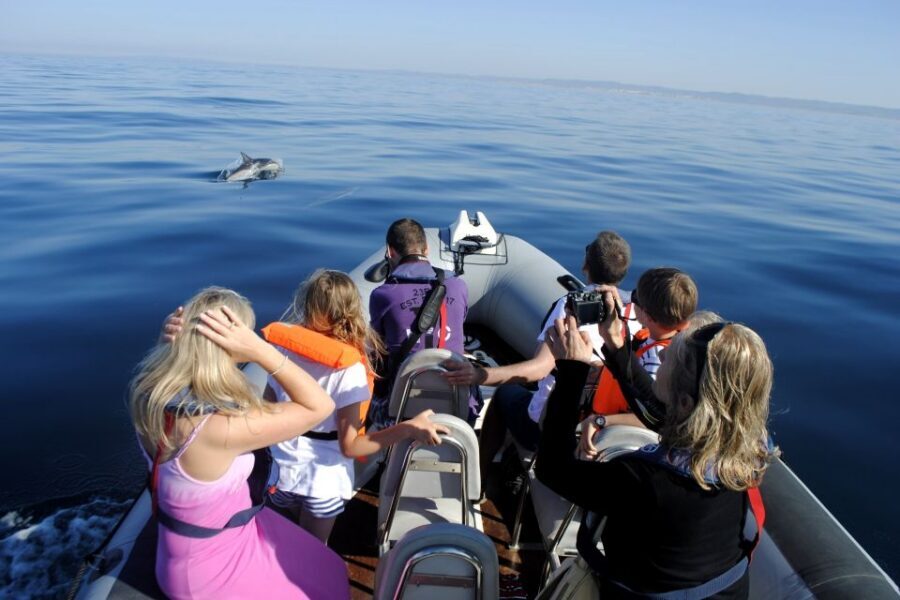 Algarve Dolphin Watching & Marine Life Eco Tour - Boat Comfort Tips: Leg Room, Clothing, and Motion
