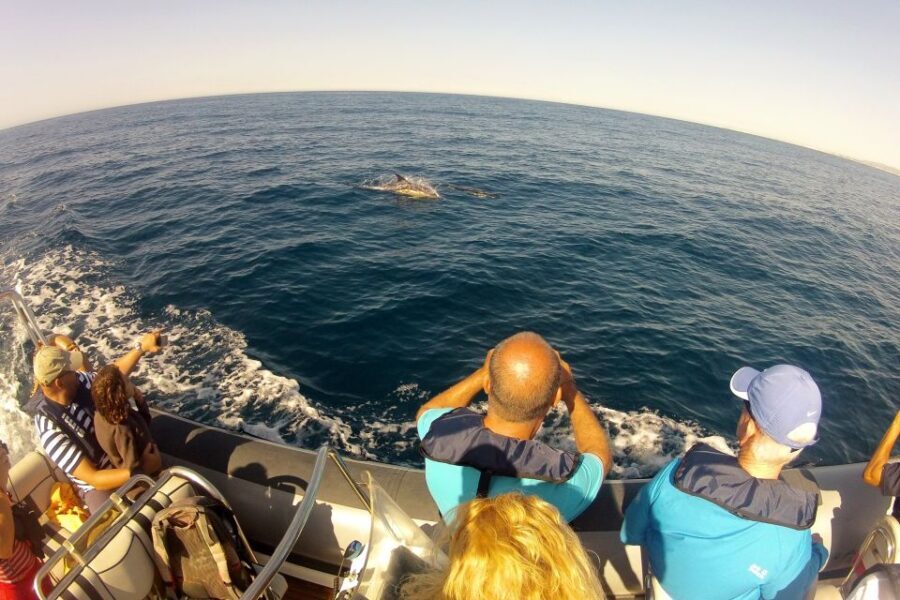 Algarve Dolphin Watching & Marine Life Eco Tour - Meet at Formosamar, Then Get Moving Fast