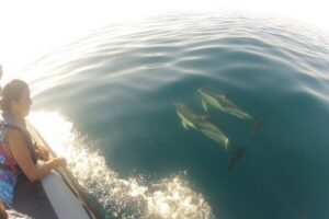Algarve Dolphin Watching & Marine Life Eco Tour - Ria Formosa First: Calm Water and a Real Nature Park