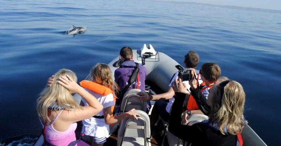 Algarve Dolphin Watching & Marine Life Eco Tour - Out to the Atlantic: 10–12 Miles Offshore on a RIB