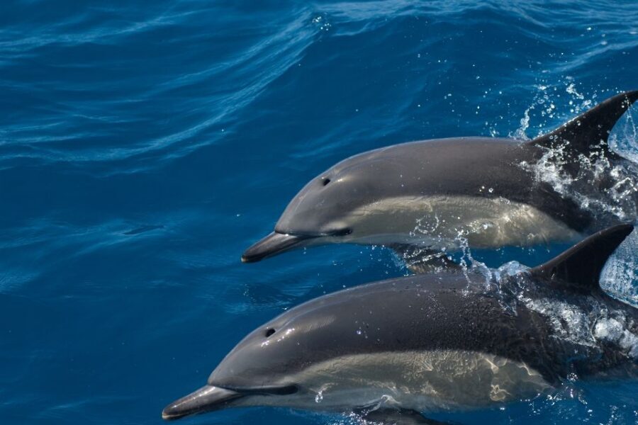 Algarve Dolphin Watching & Marine Life Eco Tour - Barrier Islands and Santa Maria Cape: Why This Coast Works