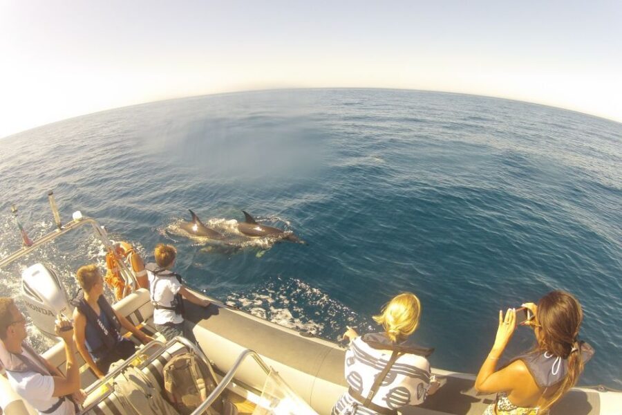 Algarve Dolphin Watching & Marine Life Eco Tour - Seabirds Overhead: The Best “Live Forecast” You’ll Get