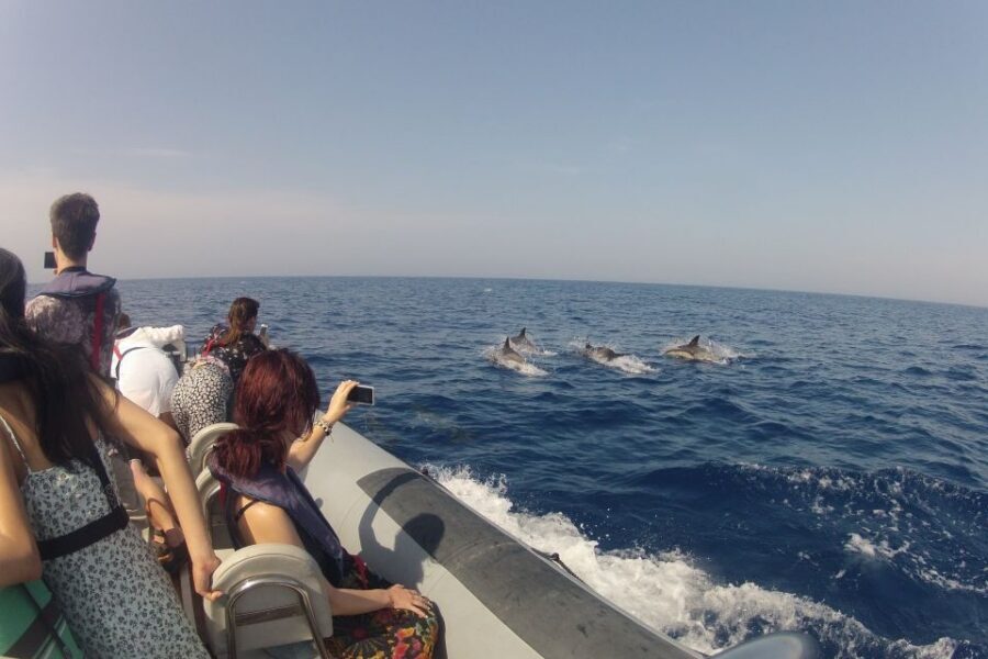 Algarve Dolphin Watching & Marine Life Eco Tour - Ilha do Farol and Culatra Island Pass-Bys: Views with a Purpose