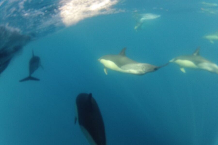 Algarve Dolphin Watching & Marine Life Eco Tour - The 30-Minute Secret Stop: When the Hunt Gets Focused