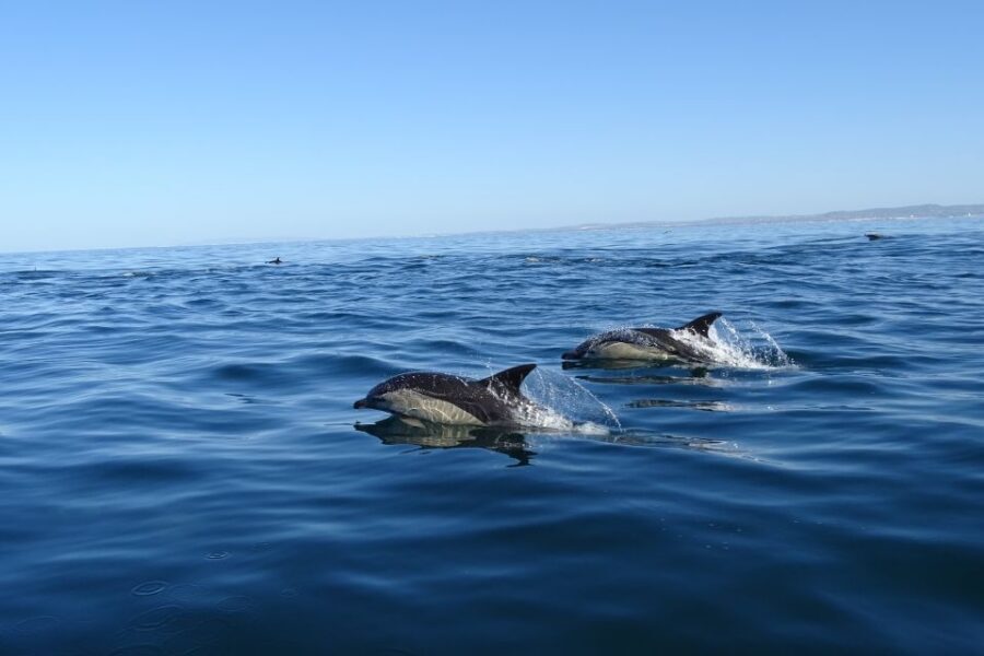 Algarve Dolphin Watching & Marine Life Eco Tour - What You Might See Besides Dolphins