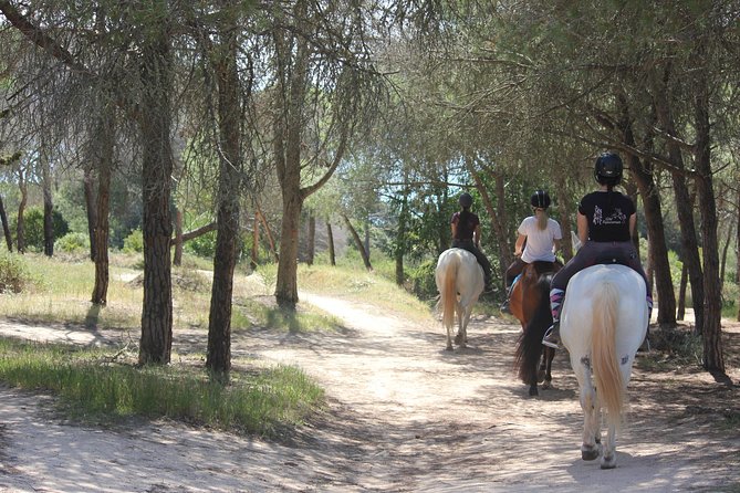 Algarve - Exclusive horseriding in Portimao (no experience required) - The Ride Itself: Pine Trees, Shaded Trails, and Slow Confidence