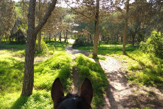 Algarve - Exclusive horseriding in Portimao (no experience required) - English-Speaking Guides and Small-Group Attention