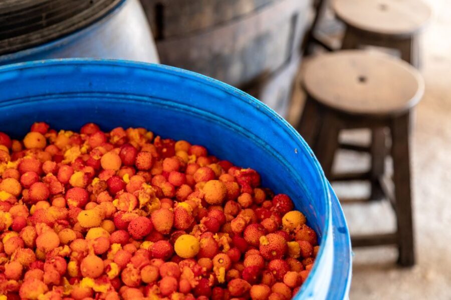 Algarve: Jeep Safari with Distillery Visit & Lunch - Who This Tour Suits Best (and Who Should Skip It)