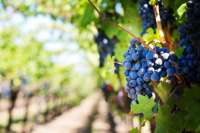 Algarve Landscapes & Winery - Winery time and wine tasting: the part you shouldn’t rush
