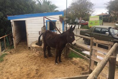 Algarve Mountains & Villages - Half Day Jeep Safari Trip - The Drive from Albufeira: Off-Road Tracks Set the Mood