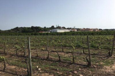 Algarve wine tour and mountain top trip with lunch or dinner at sunset time - Villa Alvor: an Algarve family estate with cork, citrus, and DOS wines