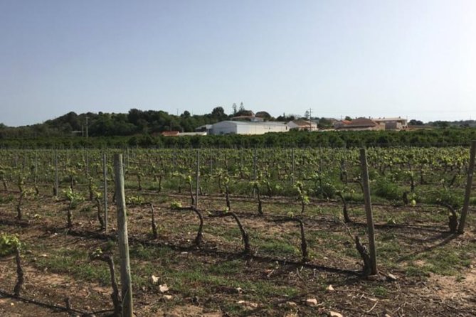 Algarve Wine Tour of Two Wine Estates - Two wineries, one clear winemaking story