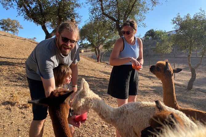 Alpaca Farm MamaAdama Meet & Feed - Who’s running the show: guides, tone, and real farm care
