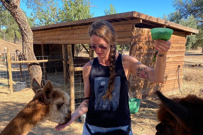 Alpaca Farm MamaAdama Meet & Feed - Getting there: meeting point, shoes, and communication tips