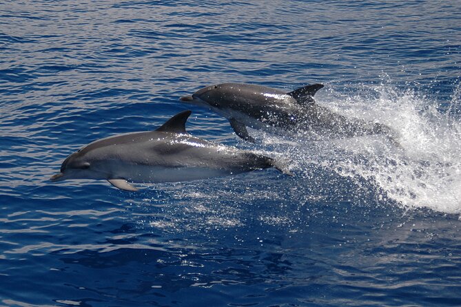 Amazing Skywalk, Wine Tasting & 4x4 Adventure + Dolphin Watching - Wine tasting and poncha stops: when Madeira flavors meet the views