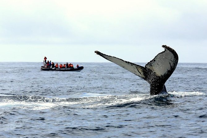 Among Whales Dolphins and Volcanoes Full Day Tour With Lunch - Key highlights to know before you go