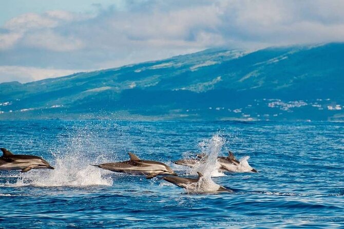 Among Whales Dolphins and Volcanoes Full Day Tour With Lunch - Morning on the water: marine wildlife you can actually track