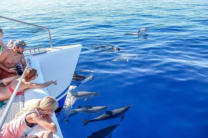 Among Whales Dolphins and Volcanoes Full Day Tour With Lunch - Lagoa do Fogo and the crater-lake stop that anchors the afternoon