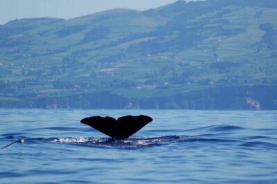Among Whales Dolphins and Volcanoes Full Day Tour With Lunch - The Azores boat reality check (and why it still works)