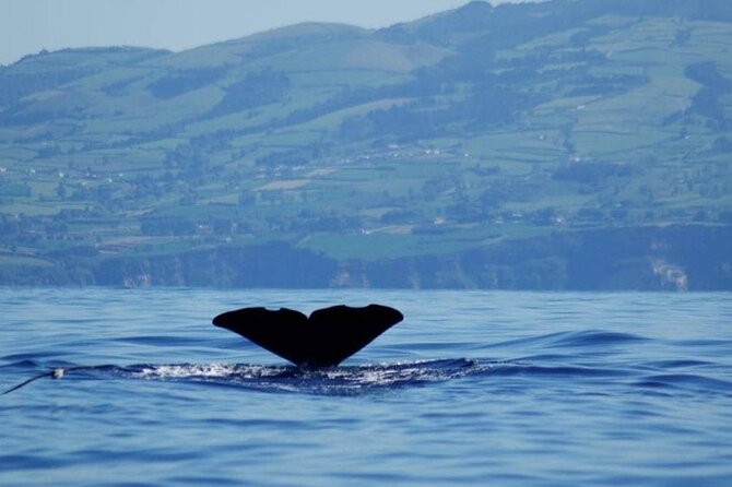Among Whales Dolphins and Volcanoes Full Day Tour With Lunch - The Azores boat reality check (and why it still works)