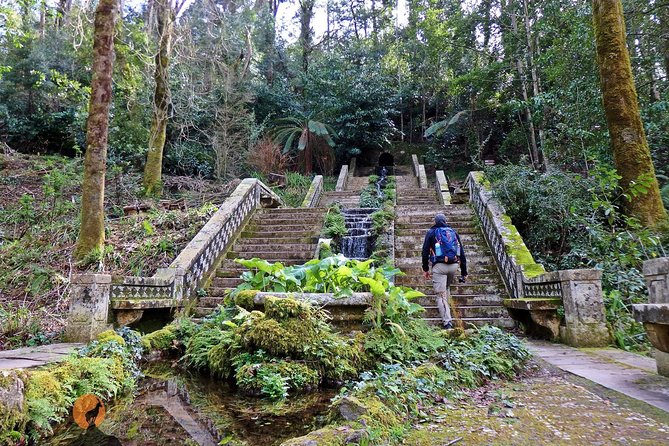 An adventure through the Forest and Palace of Bussaco - Coimbra - Why the National Forest of Bussaco makes a great Coimbra day plan