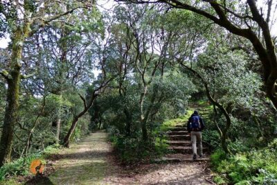 An adventure through the Forest and Palace of Bussaco - Coimbra - Entering Bussaco Forest: Adernal, Portas de Coimbra, and viewpoint breaks