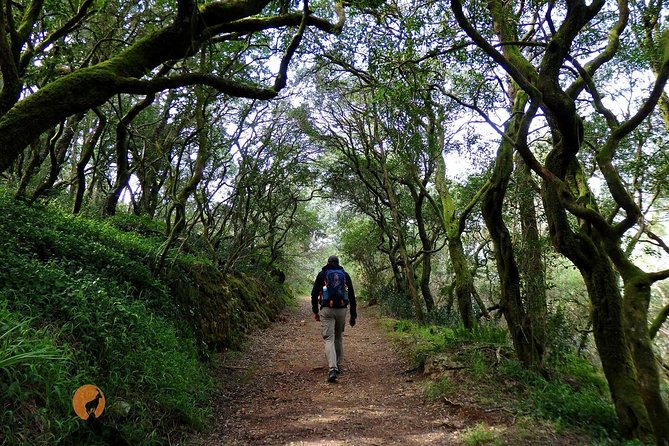 An adventure through the Forest and Palace of Bussaco - Coimbra - The monastery area and its natural spring connection