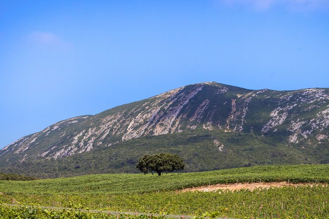 Arrabida and Sesimbra Small-Group Day Trip from Lisbon with Wine Tasting - Setúbal market vs. Palmela Castle: your weekday fork in the road