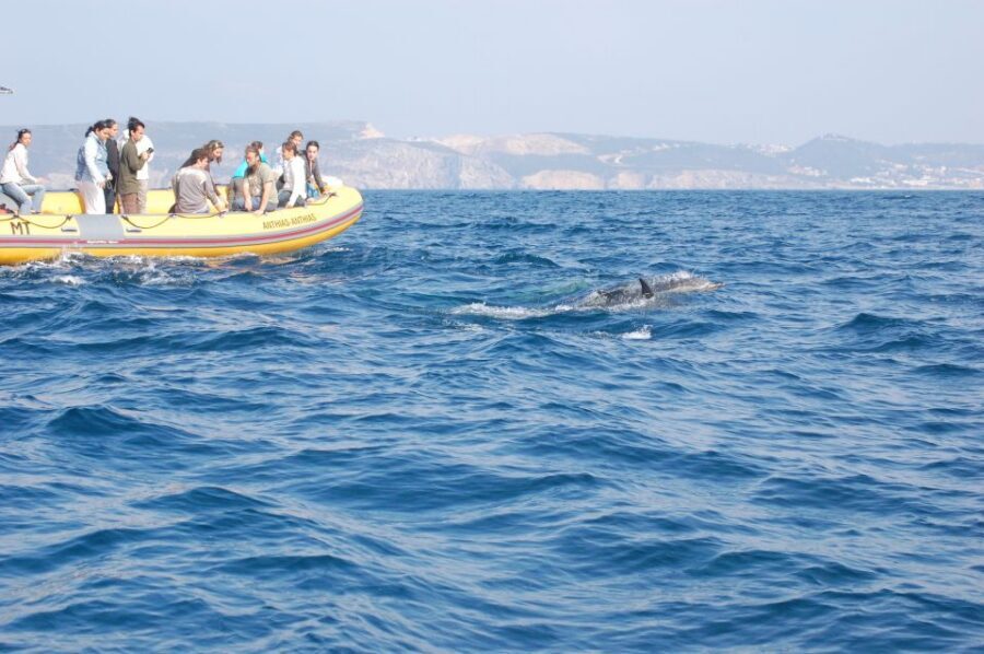 Arrábida - Sesimbra: Dolphin Watching - Arrábida to Sesimbra: where the coastline becomes the show