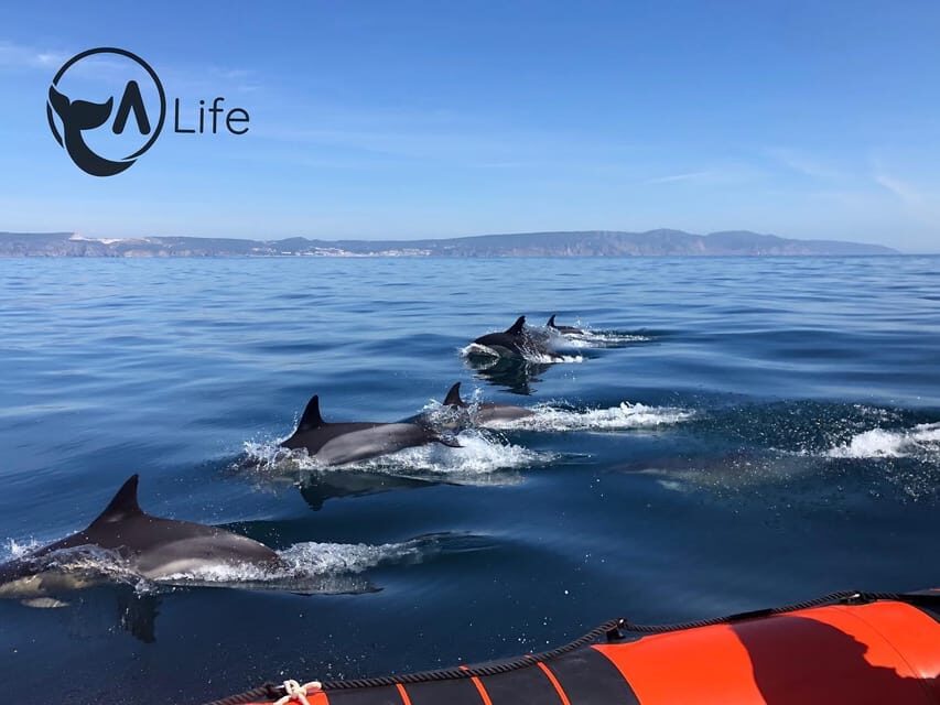 Arrábida - Sesimbra: Dolphin Watching - The marine ecologist guide: what you’re learning changes how you watch
