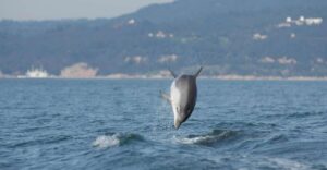 Arrábida - Sesimbra: Dolphin Watching - Plastic collection on the water: small work, real meaning