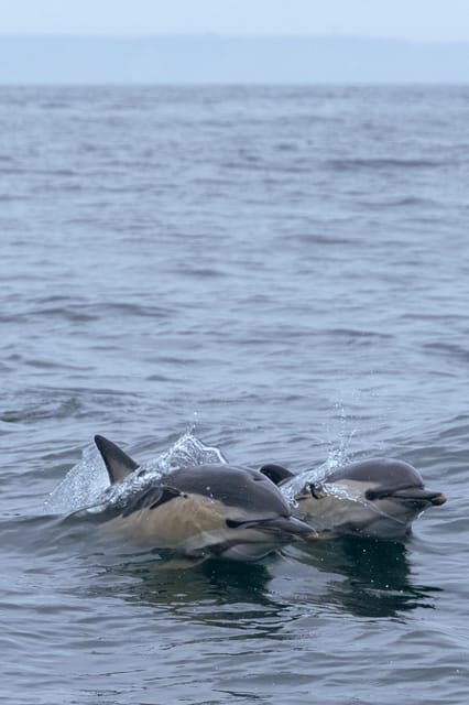 Arrábida - Sesimbra: Dolphin Watching - Searching for dolphins: what the 98% success rate means (and what it doesn’t)