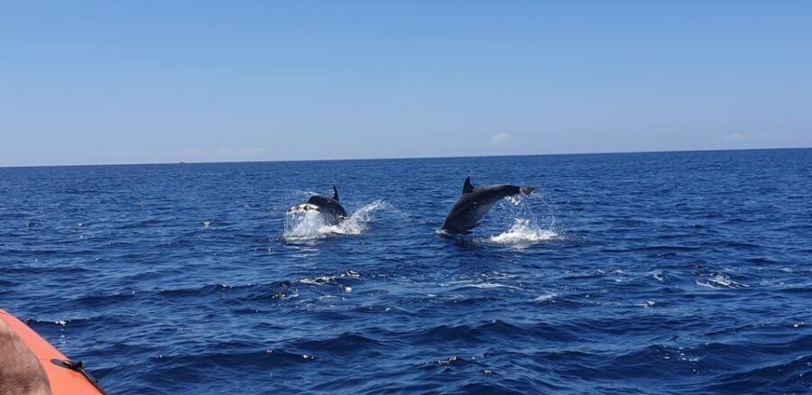 Arrábida - Sesimbra: Dolphin Watching - My decision rule: should you book this Arrábida-Sesimbra dolphin trip