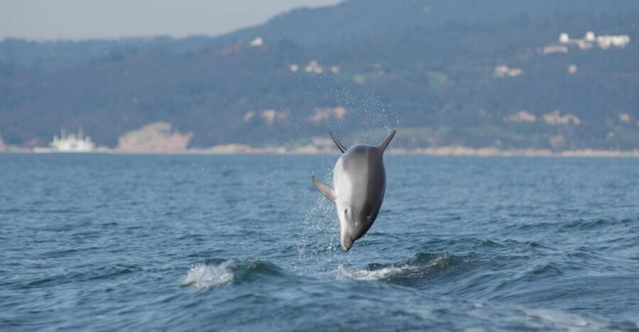 Arrábida - Sesimbra: Dolphin Watching - Plastic collection on the water: small work, real meaning