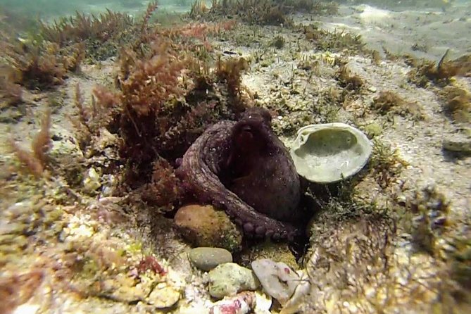 Arrábida Snorkeling Adventure with Transfer from Lisbon - The Arrábida mountain trek: views that make the day feel “worth it”