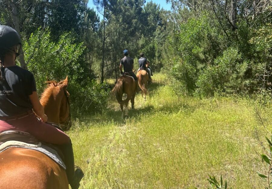 Aveiro: Horse Riding Experience with Instructor - The Colónia Agricola de Ílhavo and the 6 km forest route near Aveiro