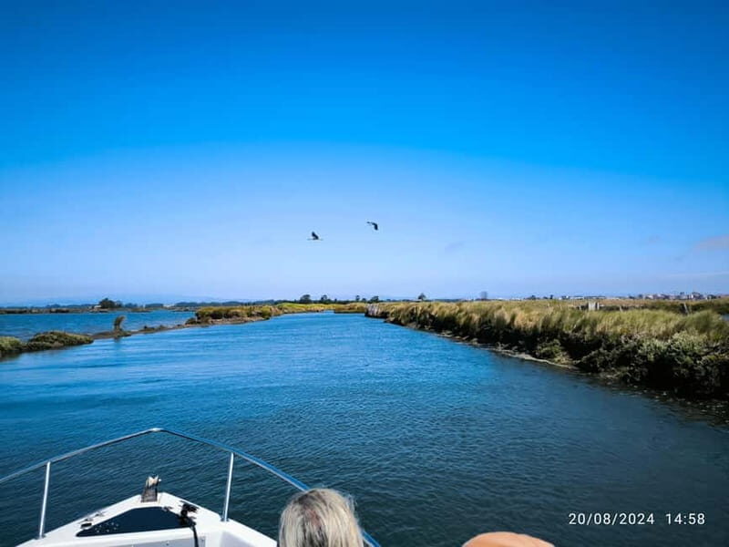 Aveiro: Ria Highlights Boat Tour - Channel corners to salt-marsh birds: your best sighting strategy