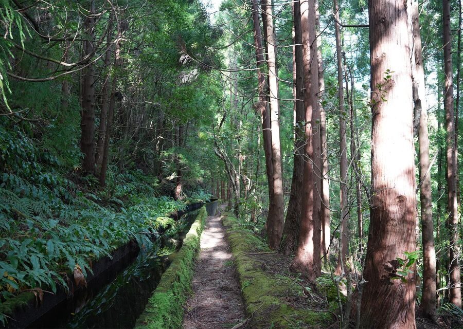 Azores: São Miguel and Lagoa do Fogo Hiking Trip - Getting There From Ponta Delgada: Van Time and Start Point
