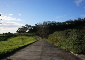 Azores: São Miguel and Lagoa do Fogo Hiking Trip - What the Trail Teaches You: Heather, Cryptomeria, and the Levada