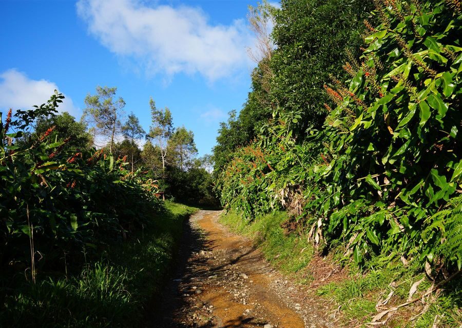 Azores: São Miguel and Lagoa do Fogo Hiking Trip - Small-Group Guides Make the Day: Hugo, Ricardo, Rodrigo Mota, Sandra