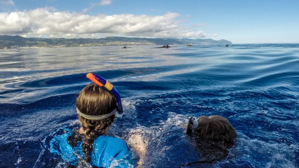 Azores: Swim with Dolphins Atlantic Experience - Key moments that make this dolphin swim work in real life