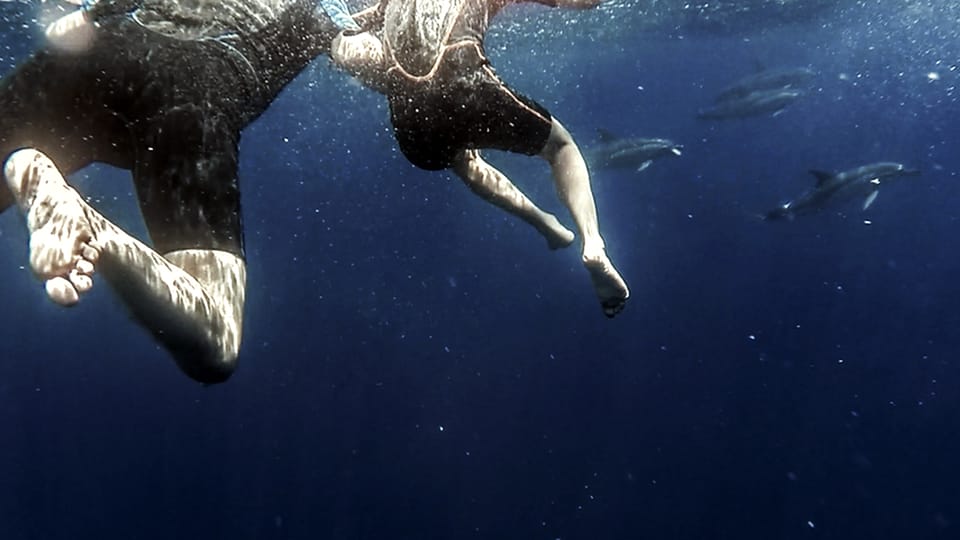 Azores: Swim with Dolphins Atlantic Experience - What to bring so you’re comfortable the whole time