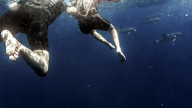 Azores: Swim with Dolphins Atlantic Experience - What you’re really paying for (and why it’s not just a dolphin selfie)