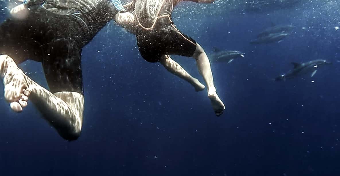 Azores: Swim with Dolphins Atlantic Experience - The dolphin species and the season: when this activity makes the most sense