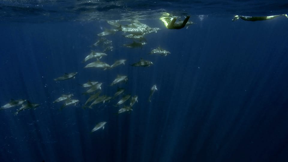 Azores: Swim with Dolphins Atlantic Experience - Onboard safety and the guide role (why you feel cared for, not rushed)