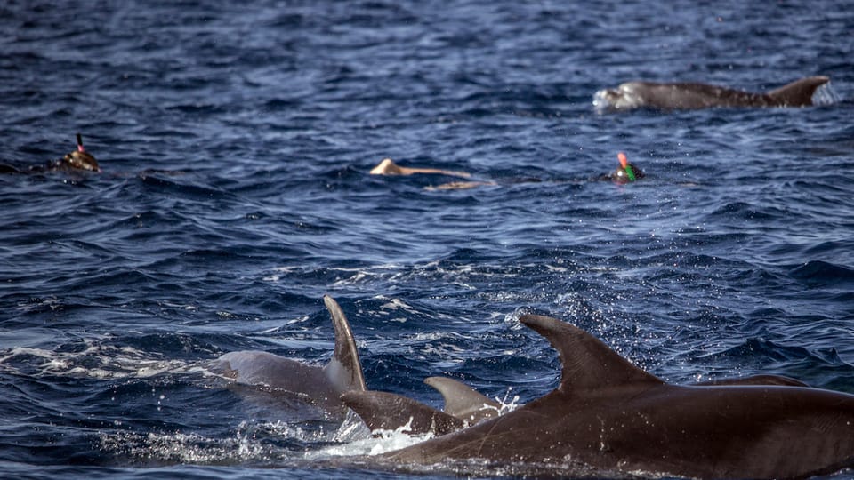 Azores: Swim with Dolphins Atlantic Experience - The return stop you shouldn’t ignore: snorkeling at the islet seabed